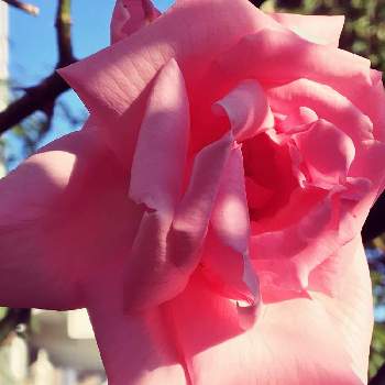 羽衣 バラの投稿画像一覧 Greensnap グリーンスナップ