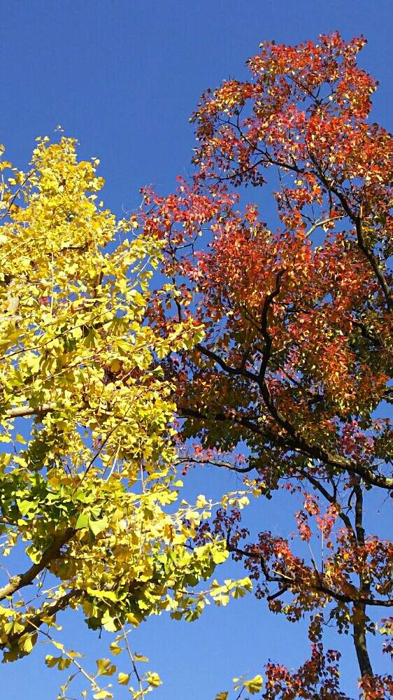 イチョウの投稿画像 By カーコさん ナンキンハゼと花好き写真と願いと総合公園と散策と神奈川県と花のある暮らしとお散歩と街路樹 公園と空を見上げて 月11月14日 Greensnap グリーンスナップ