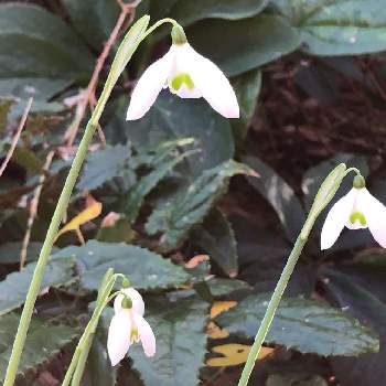 ガランサス属の投稿画像一覧 Greensnap グリーンスナップ