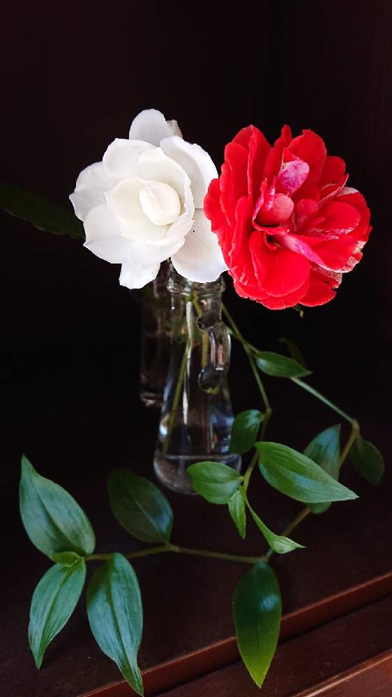 アイスバーグの投稿画像 By Yamaguppiさん タイガーテールとバラと今日の一枚と花のある暮らしとバラ ミニバラ 月11月14日 Greensnap グリーンスナップ