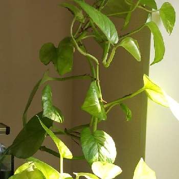 熱帯魚水槽の投稿画像一覧 Greensnap グリーンスナップ