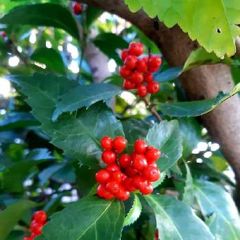 千両の実 の投稿画像一覧 Greensnap グリーンスナップ