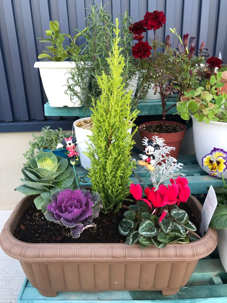 シロタエギクの投稿画像 By Akj 08さん ガーデンシクラメン と葉牡丹とスリムゴールドと葉ボタンの寄せ植えと寄せ植えと季節の寄せ植えとおうち園芸とコニファー ゴールドクレストとガーデンシクラメン 赤 月11月14日 Greensnap グリーンスナップ