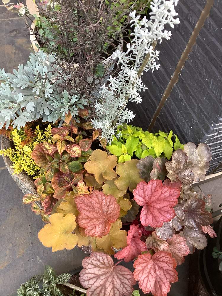シロタエギクの投稿画像 By こうたんさん ヒューケラとカルーナブルガリスとコチア ダイアモンドダストとコロキアコトネアスターとアルテナンテラマーブルクイーンイエローとシスタスゴールドと玄関とおうち園芸とおうち園芸 月11月14日 Greensnap グリーン