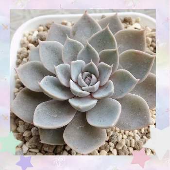 33 割引グレイ系50 Off 多肉植物 リラシナ錦 専用 植物 観葉植物 インテリア小物グレイ系 Internationalorthopaedicspecialists Com