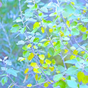 ホワイトポプラの投稿画像一覧 Greensnap グリーンスナップ