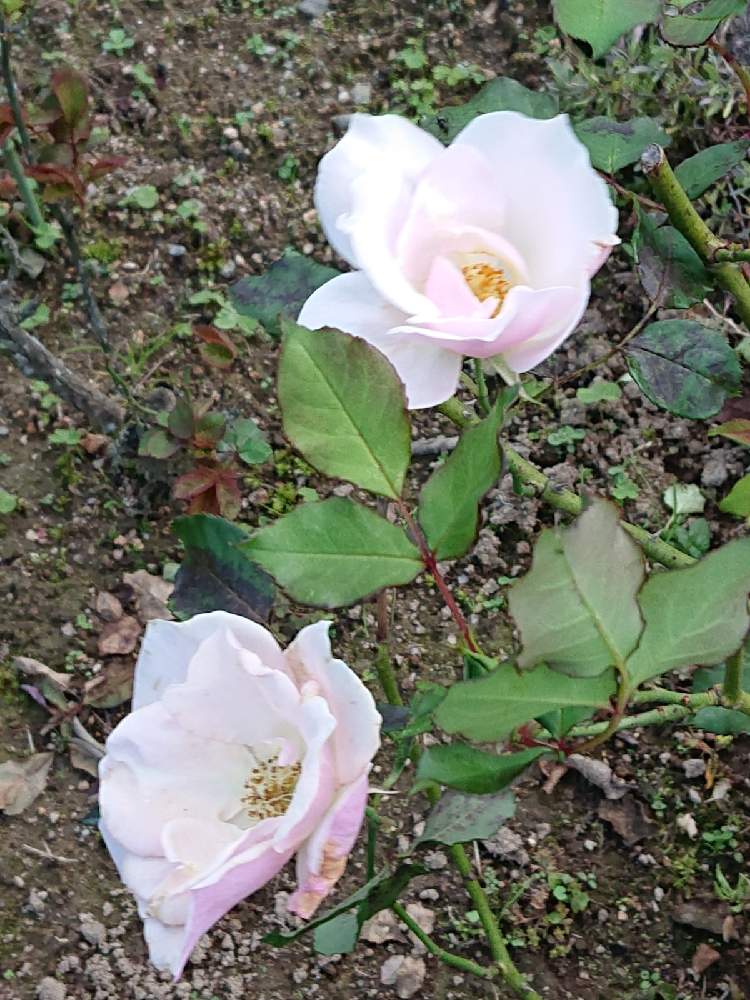 バラの投稿画像 By 山ちゃんさん マチルダと地植えと花のある暮らしと我が家のバラと今日のバラ 月11月14日 Greensnap グリーンスナップ