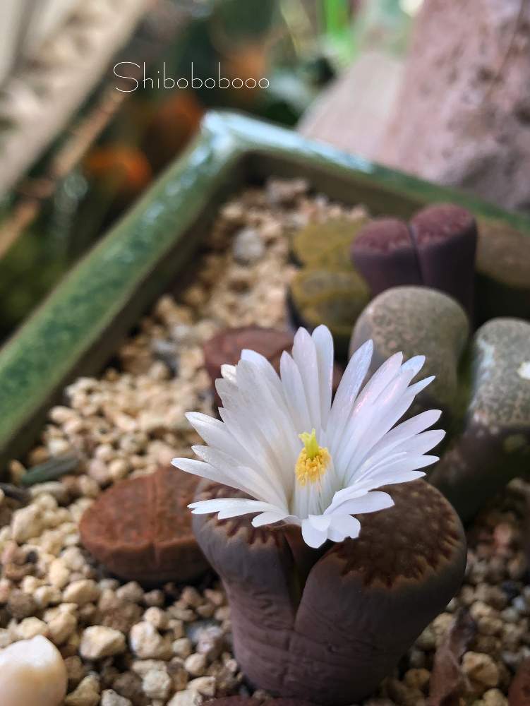 リトープスの投稿画像 By しぼぼさん 多肉植物とリトープス花芽と植中毒と今日の一枚と多肉女子と多肉棚とリトープス寄せ植えとリトープスの花 月11月14日 Greensnap グリーンスナップ