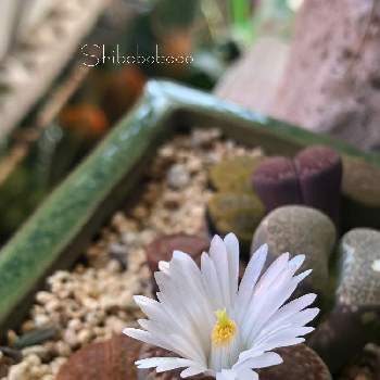 リトープス花芽の投稿画像一覧 Greensnap グリーンスナップ