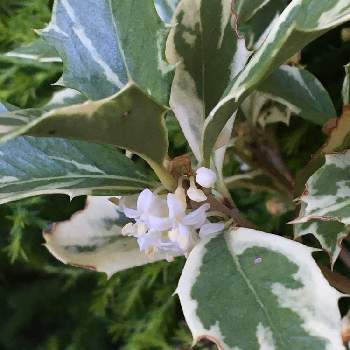 斑入りヒイラギ の投稿画像一覧 Greensnap グリーンスナップ