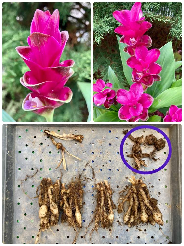 クルクマ シャロームの投稿画像 By Jijiさん 花のある暮らしとおうち園芸 月11月14日 Greensnap グリーンスナップ