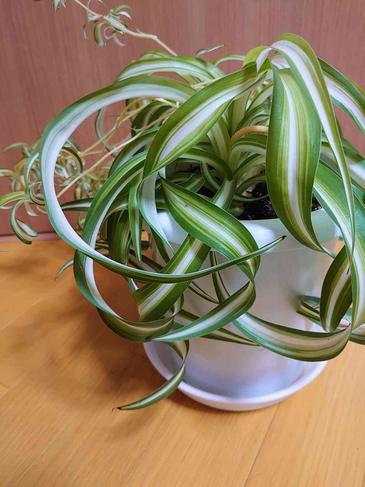 オリヅルラン ボニー 大型株 2 オリヅルラン：ボニー2.5号ポット の