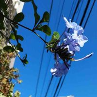 ルリマツリの画像