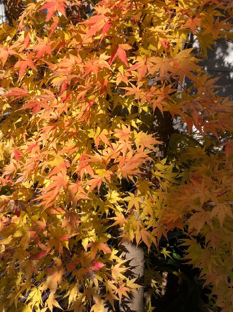 モミジ サンゴカク 紅葉 珊瑚閣 の投稿画像 By Keｎkeｎさん Not Go To Eatと小噺とみどりと笑顔と駄洒落王子とグリーンスマイル 笑 と駄洒落とnot Go Toキャンペーンとnot Go To Eatと小噺とみどりと笑顔と駄洒落王子とグリーンスマイル 笑 と駄洒落とnot Go To