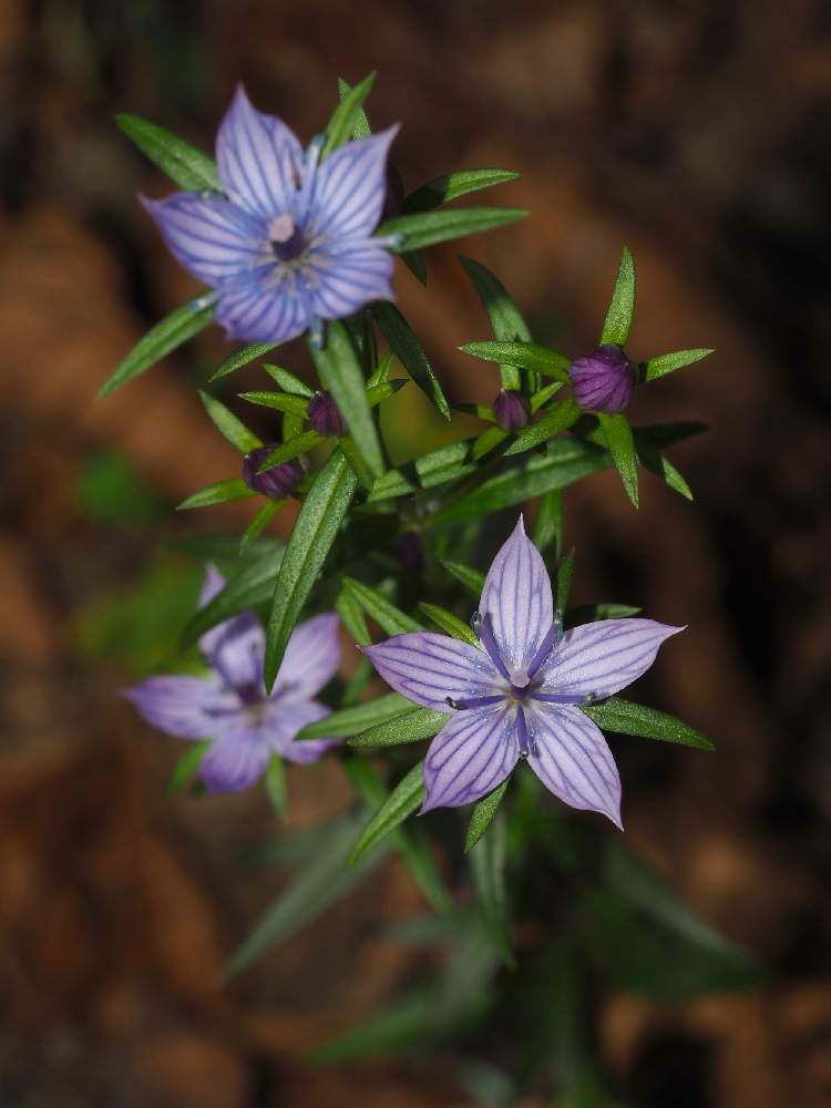 ムラサキセンブリの投稿画像 By E T Jonesさん 花散歩とリンドウ科と山野草とアップ写真と花のある暮らしとm Zuiko Ed 60mm F2 8 Macro 月11月14日 Greensnap グリーンスナップ
