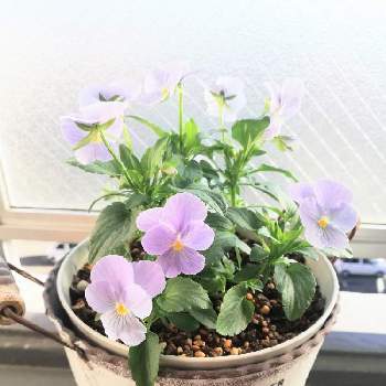 ビオラ ビビ ヘブンリーブルーの投稿画像一覧 Greensnap グリーンスナップ