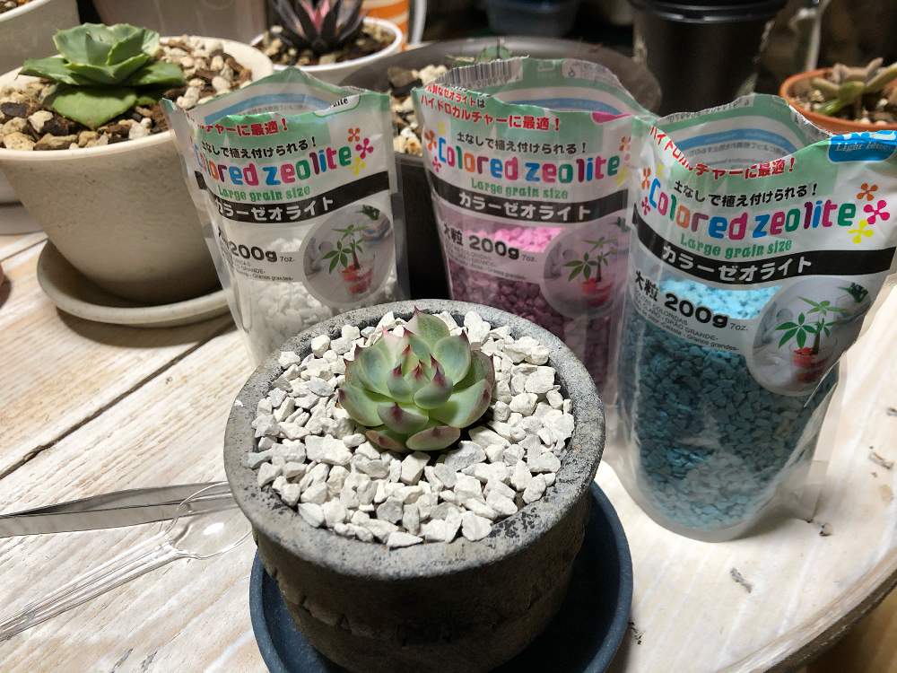 多肉男子の投稿画像 By 灰兎さん 植物をデコると癒しと可愛い とカラーゼオライトと男だって 月11月14日 Greensnap グリーンスナップ