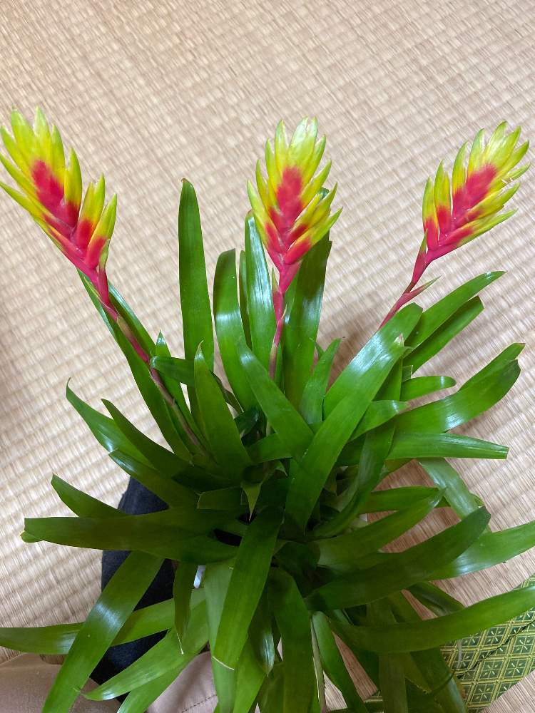 インコアナナスの投稿画像 By Ryuujiさん 部屋とお誘いと観葉植物の癒しとお誘いと観葉植物の癒し 月11月14日 Greensnap グリーンスナップ Greensnap グリーンスナップ インコアナナスの投稿画像 By Ryuujiさん 部屋とお誘いと観葉植物の癒しとお誘いと観葉植物の癒し 月11月14日 Greensnap グリーンスナップ Greensnap グリーンスナップ