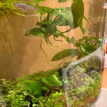 ロタラsp Hraの投稿画像一覧 Greensnap グリーンスナップ