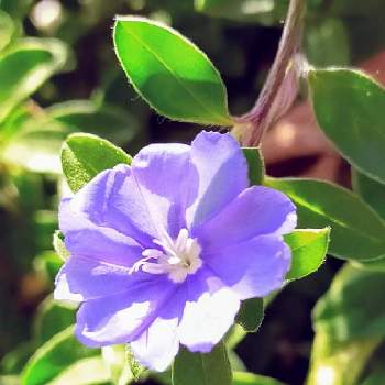 紫花の投稿画像一覧 Greensnap グリーンスナップ