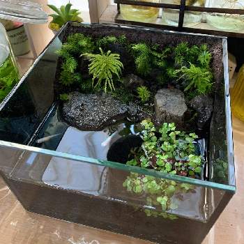 有茎草の投稿画像一覧 Greensnap グリーンスナップ