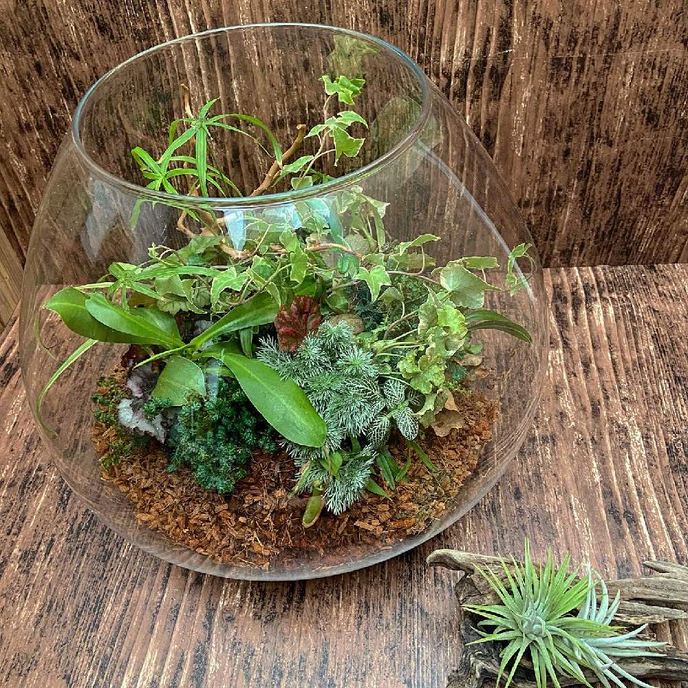 福岡の投稿画像 By Roconさん 観葉植物と植物のある暮らしとグリーンのある暮らしとグリーンインテリアとわが家の観葉植物 と寄せ植え とギャザリング寄せ植えと植え替えとテラリウムとギャザリングとガーデニング初心者と観葉植物のある暮らしとブリコラージュフラワー