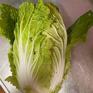 ハクサイ,収穫,冬野菜,おうち園芸,おうちde菜園の画像