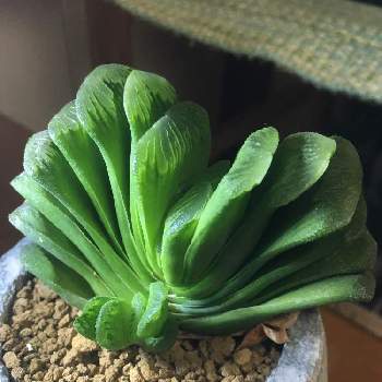 ハオルチア グリーン玉扇の投稿画像一覧 Greensnap グリーンスナップ