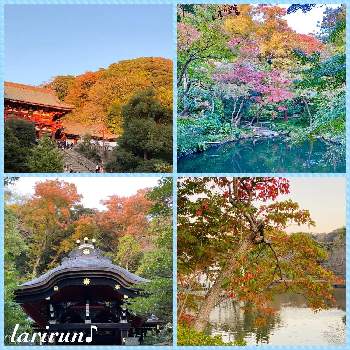 鎌倉鶴岡八幡宮の投稿画像一覧 Greensnap グリーンスナップ