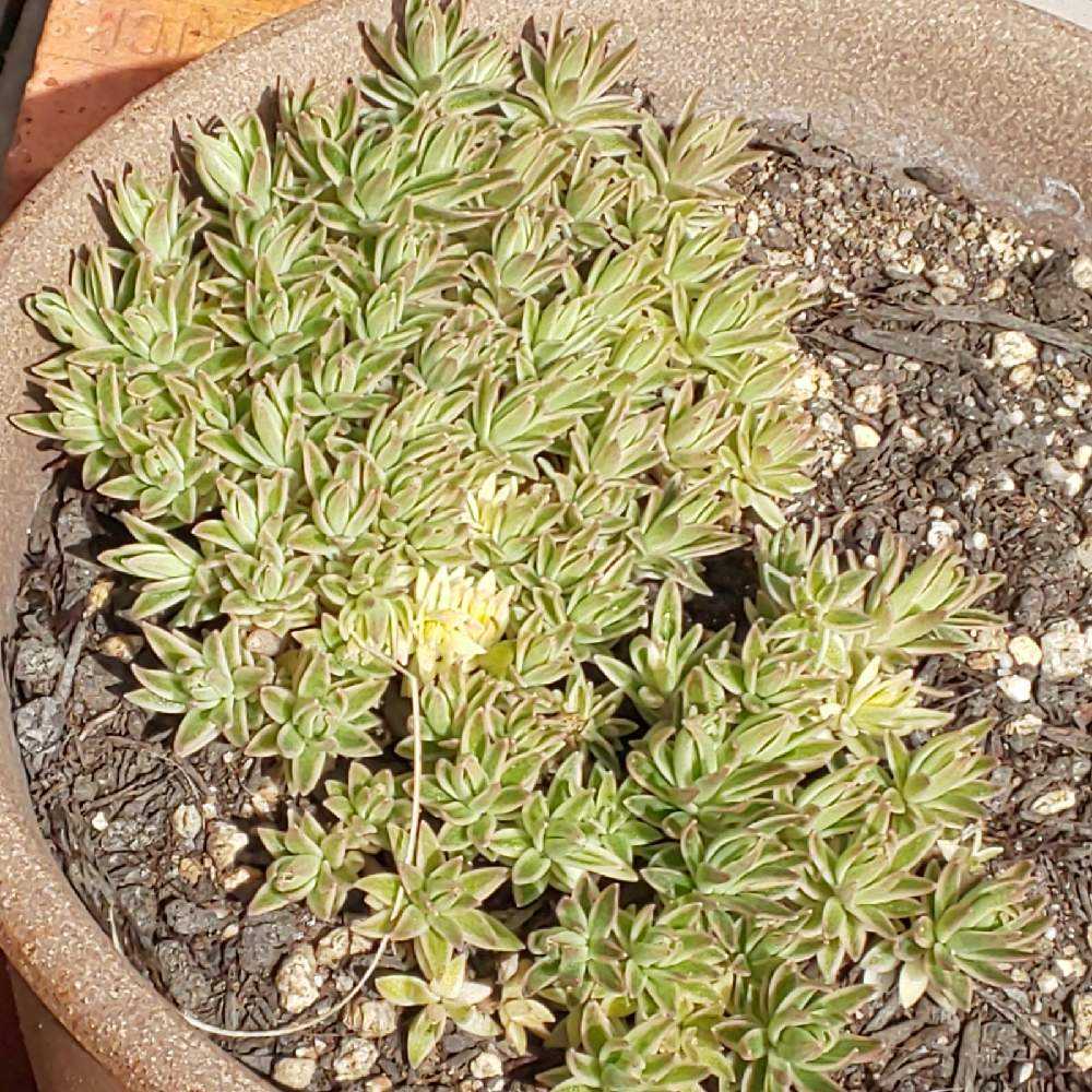 1 覆輪万年草の生長記録 21 03 21更新 Greensnap グリーンスナップ