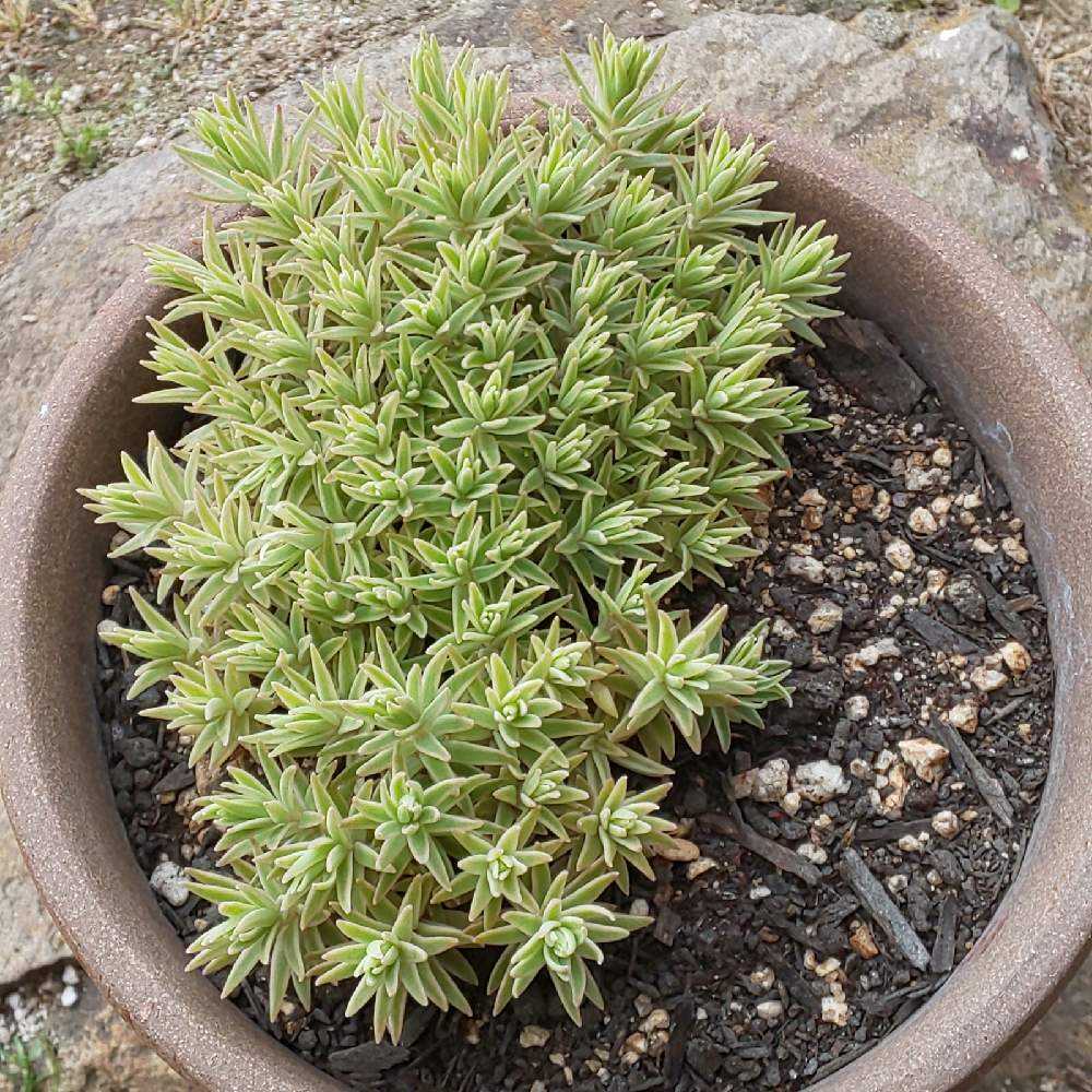 1 覆輪万年草の生長記録 21 03 21更新 Greensnap グリーンスナップ