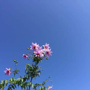 鶴ヶ島市の画像 by チョコちさん | 綺麗な色♡と可愛い♡と鶴ヶ島市と公園に咲く花