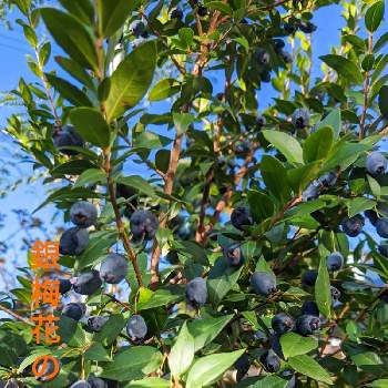 銀梅花の実の投稿画像一覧 Greensnap グリーンスナップ