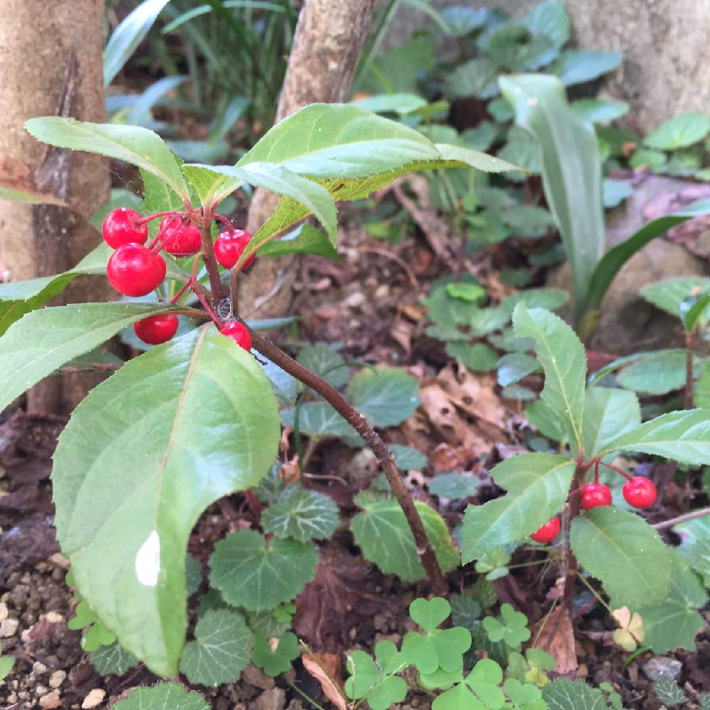 ヤブコウジの投稿画像 By 令月さん 十両と和風と放置栽培と山野草と山野草大好き協会と常緑小低木と日陰とガーデニングと花のある暮らし 月11月15日 Greensnap グリーンスナップ