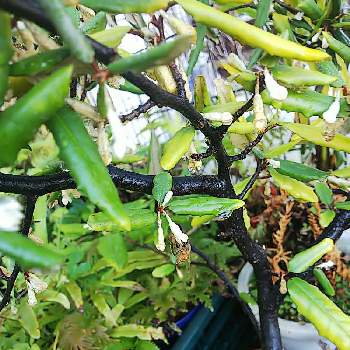 ぐみの木 花の投稿画像一覧 Greensnap グリーンスナップ