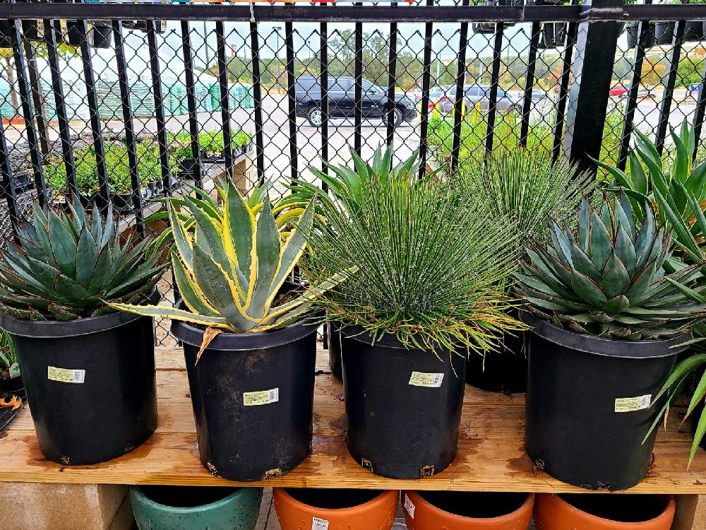 アガベの投稿画像 By Kazさん 多肉植物と観葉植物とhcとお気に入り とインテリアと植物とおうち園芸と緑のある暮らしとガーデニングと花のある暮らしと アガベ属 月11月15日 Greensnap グリーンスナップ