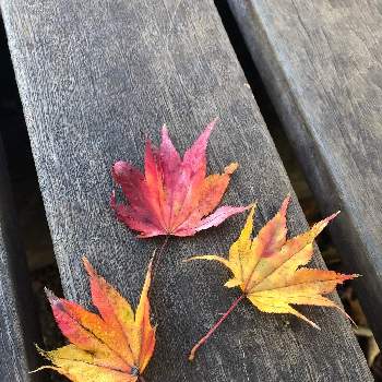 原っぱの画像 by ヨーイチさん | 原っぱと紅葉フォトコン2020と散歩と公園散策と秋晴れとジョギング中