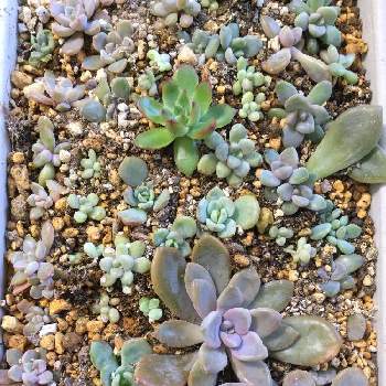 置き場所問題の投稿画像一覧 Greensnap グリーンスナップ