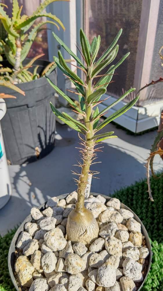 パキポディウム サキュレンタムの投稿画像 By Cycletotoさん パキポディウム サキュレンタムと天馬空とp サキュレンタムとパキポディウム サキュレンタムとパキポディウム属と塊根植物のある暮らしと塊根と塊根植物 と塊根大好きと天馬空 とキョウチクトウ科