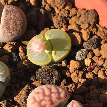 リトープス 花紋玉の投稿画像一覧 Greensnap グリーンスナップ