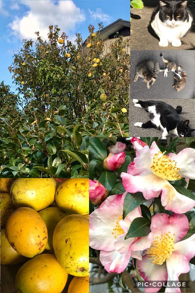 お出かけ先の投稿画像 By らにいーさん 秋の味覚とカリンの実と山茶花 さざんかと秋の味覚とカリンの実と山茶花 さざんか 月11月15日 Greensnap グリーンスナップ Greensnap グリーンスナップ