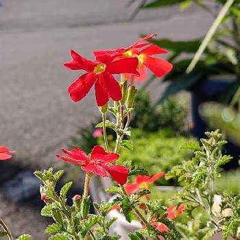 サンブリテニア･スカーレット鉢栽培の画像 by raizouさん | サンブリテニア　スカーレットと赤いお花と花が好き❤とサンブリテニア･スカーレット鉢栽培とおうち園芸とサンブリテニア スカーレット鉢栽培Ｙ