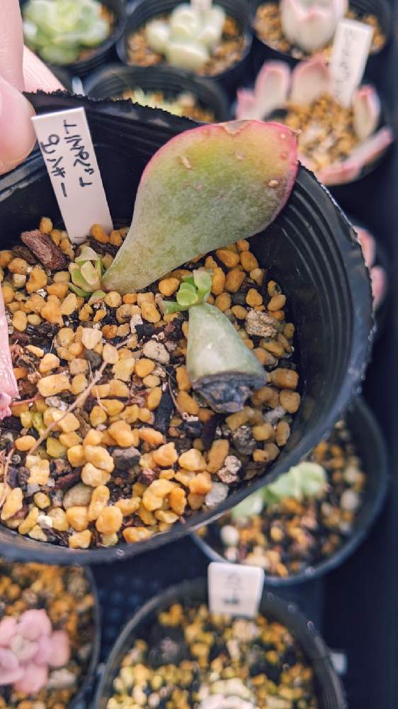 トランペットピンキーの投稿画像 By 優さん バルコニー ベランダと葉挿しと葉挿し 月11月15日 Greensnap グリーンスナップ Greensnap グリーンスナップ