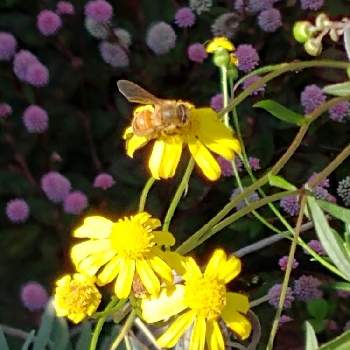 花とミツバチの投稿画像一覧 Greensnap グリーンスナップ
