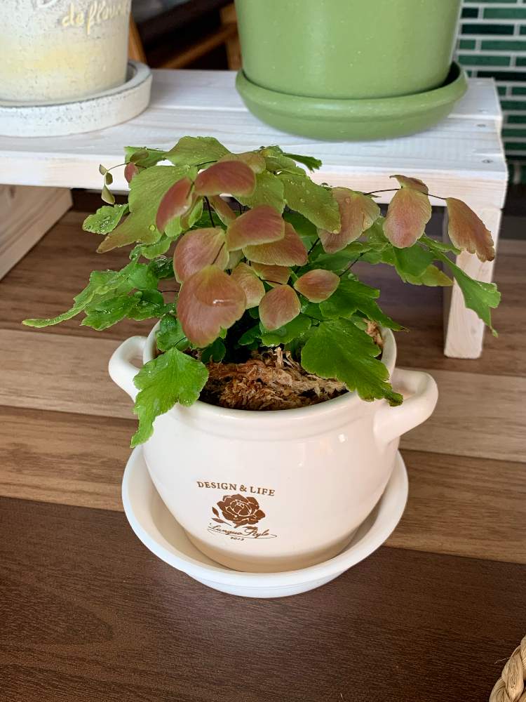 アジアンタム ペルビアナムの投稿画像 By ちきさん アジアンタム マクロフィラムとアジアンタム とお買い物と植え替えとおうち園芸とシダ植物 月11月15日 Greensnap グリーンスナップ