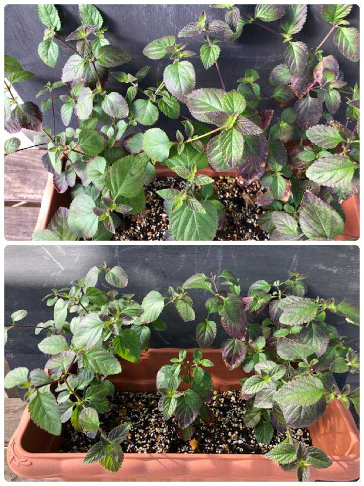 コバノランタナ3年越しの満開と挿木 21 9 8追記 Greensnap グリーンスナップ