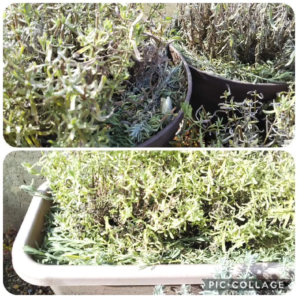 ラベンダーの投稿画像 By Hiro さん 庭パトと冬越しと 冬越しとおうち園芸と 冬支度と緑 葉っぱ チーム と寒い朝と大好きな花 月11月15日 Greensnap グリーンスナップ