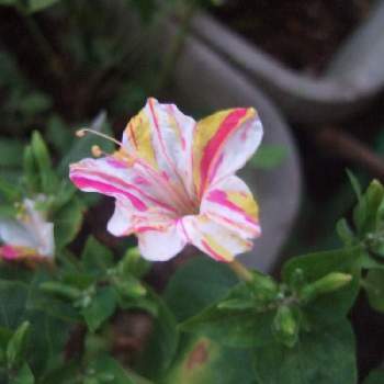 オシロイバナの育て方 種まきの時期や植え付け方法は Greensnap グリーンスナップ