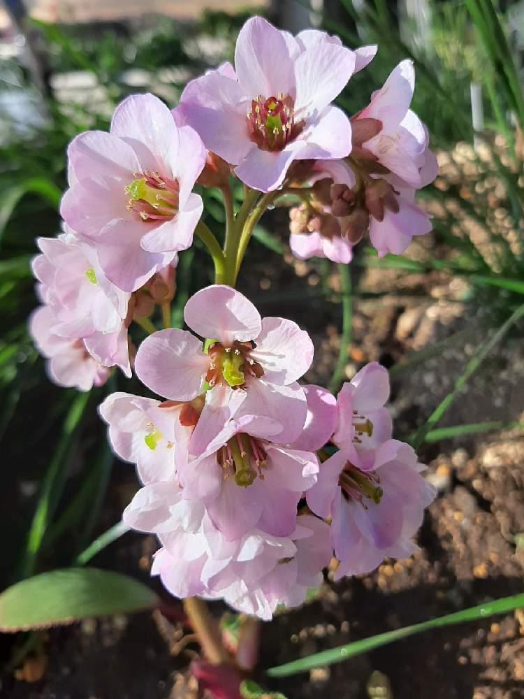 やえさんの投稿画像 月11月15日 Greensnap グリーンスナップ