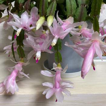 綺麗なピンク色の投稿画像一覧 Greensnap グリーンスナップ